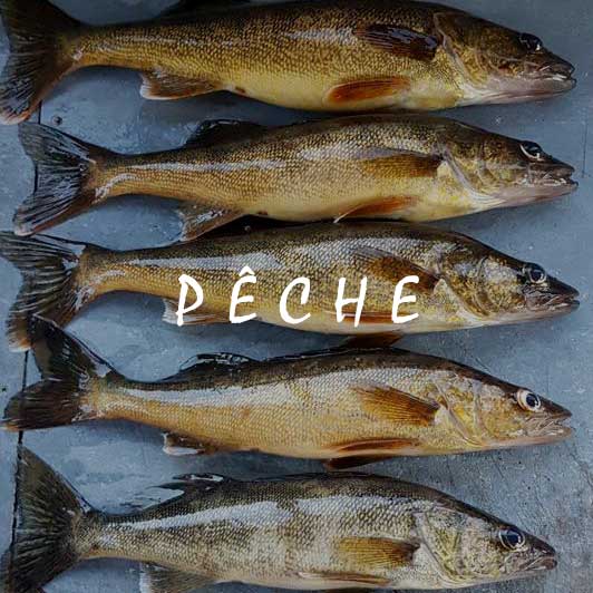 poissons, pêche, doré