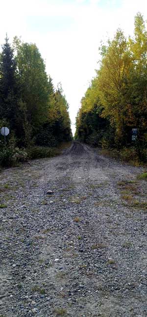 sentier, gravelle, forêt, nature, arbres
