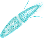 Calmar luciole Page FAQ