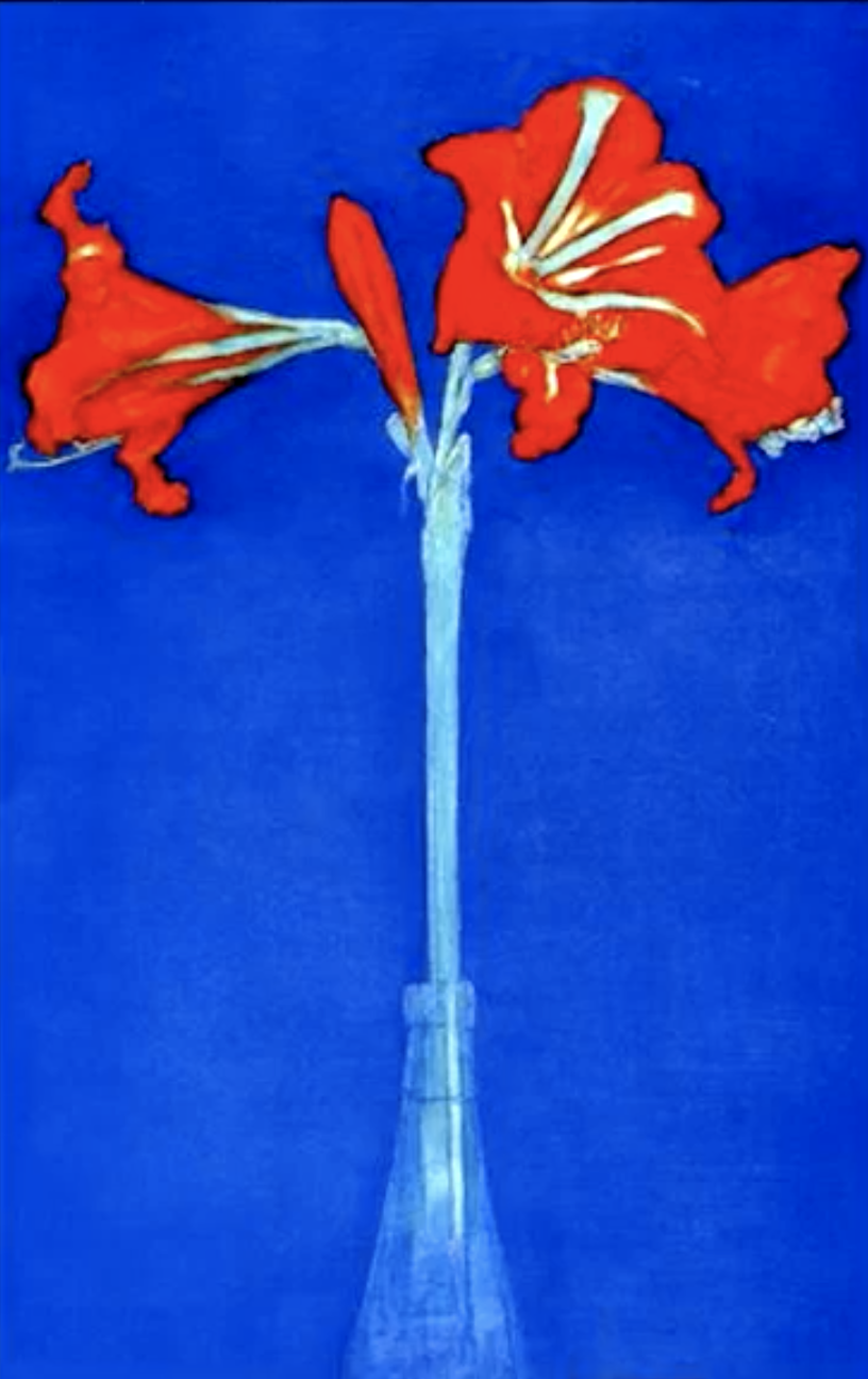 amaryllis