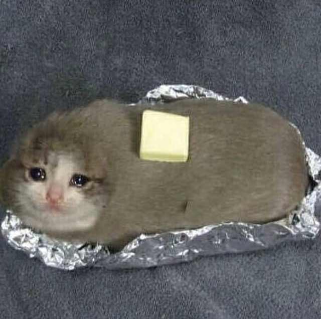 Chat patate