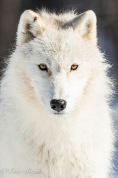 loup articque