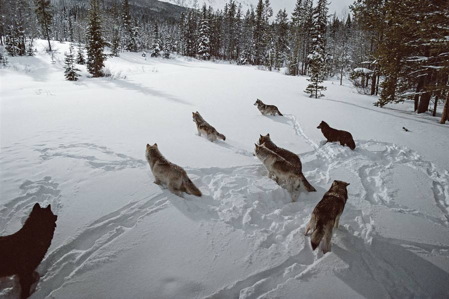 chasse en meute