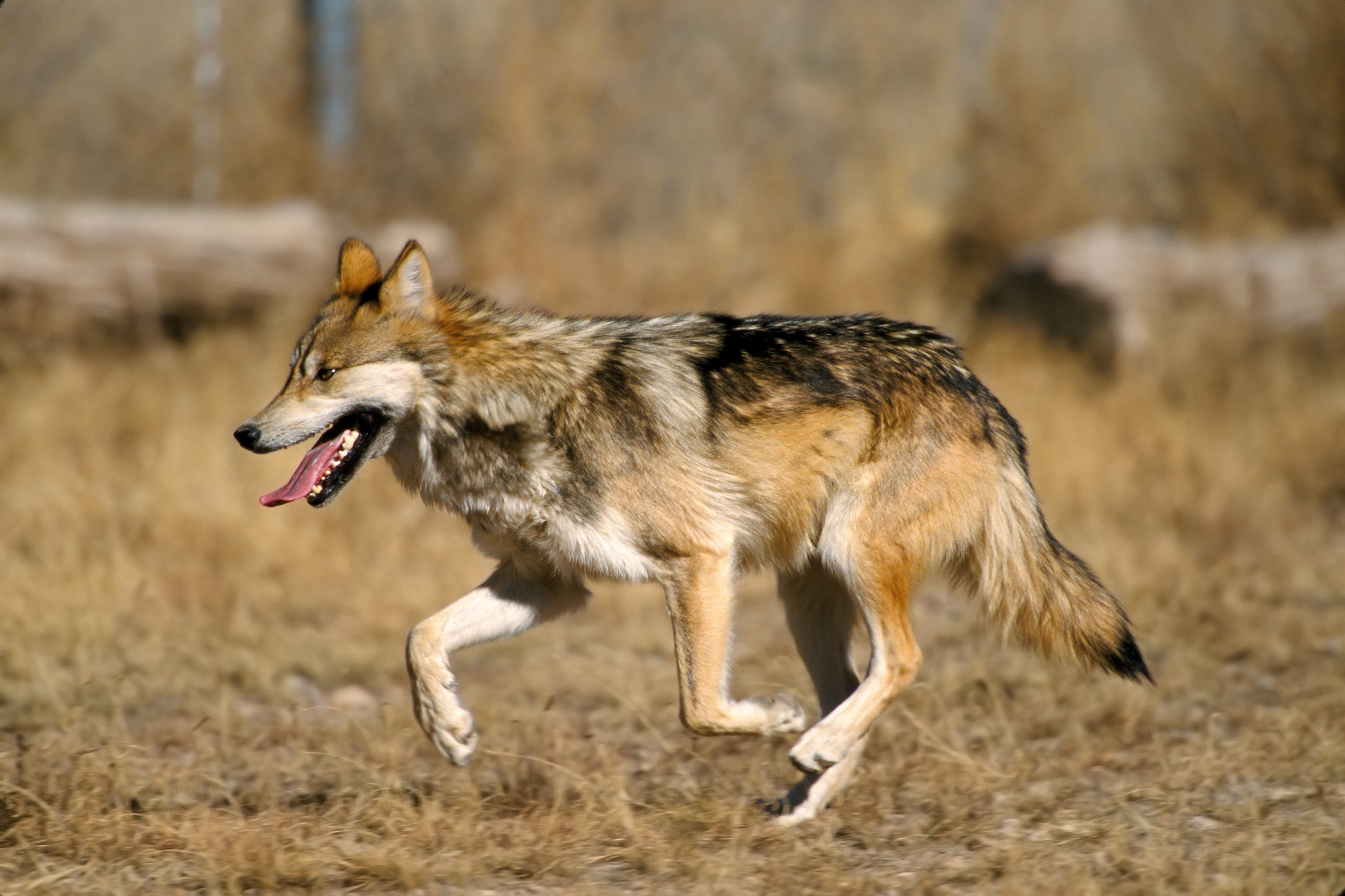 loup desert