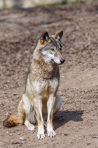 loup de l'est