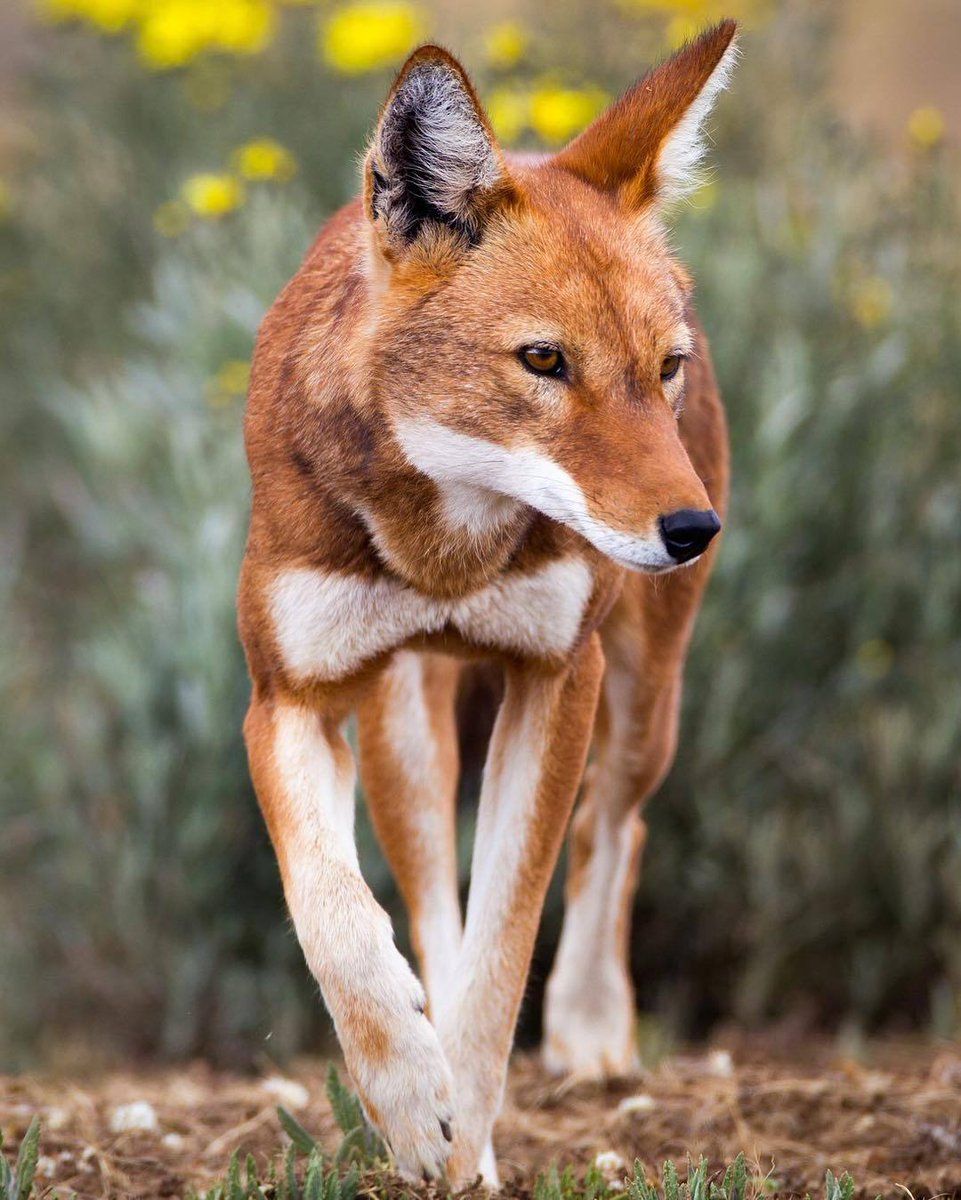 Loup d'Ethiopie