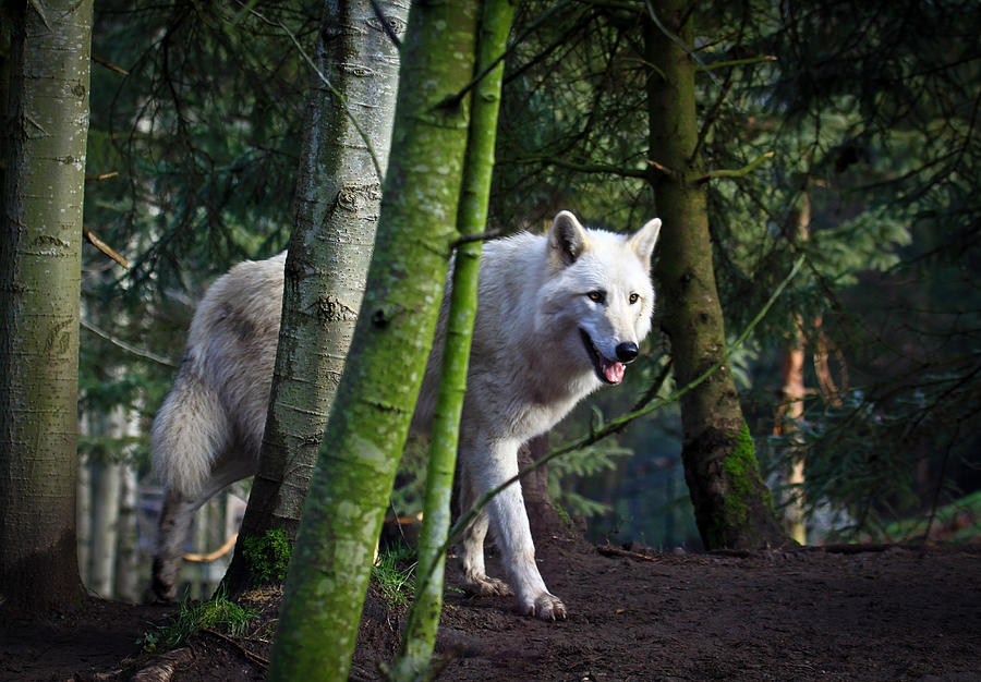 loup forêt