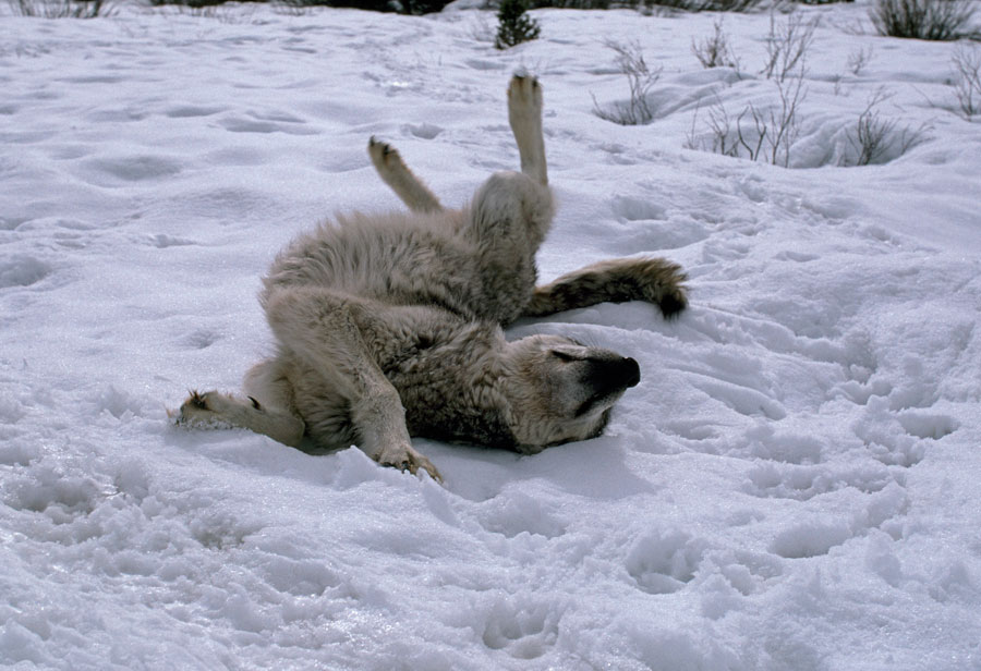 fourrure loup