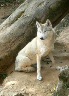 Loup de l'Himalaya