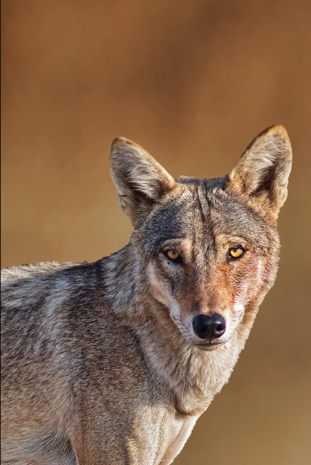 loup des Indes