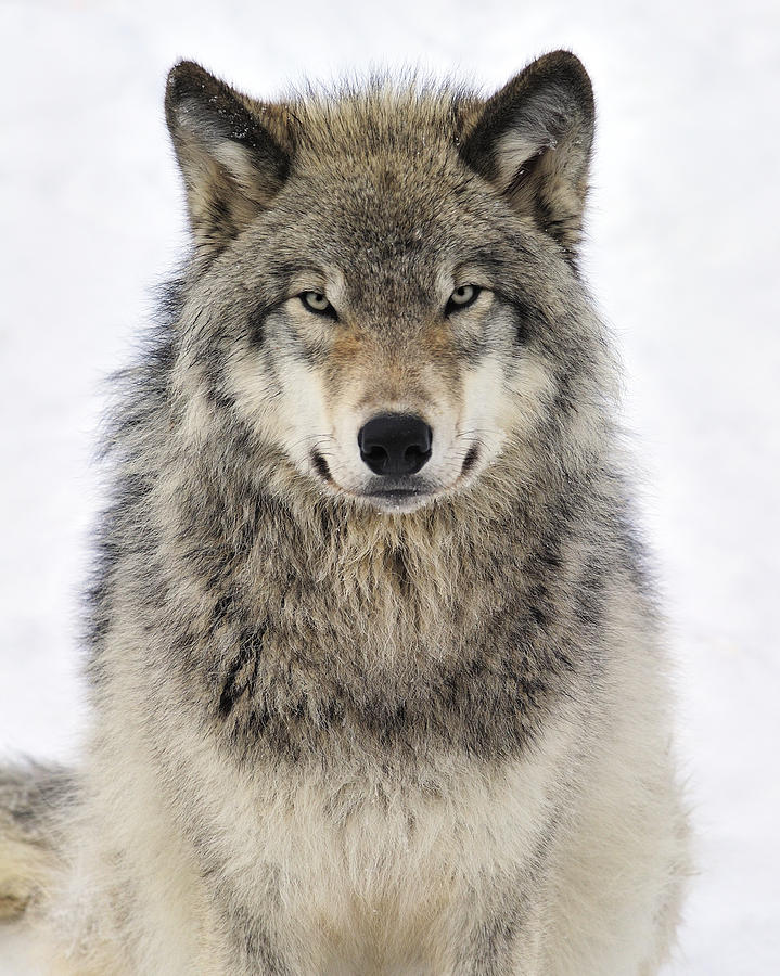 loup gris