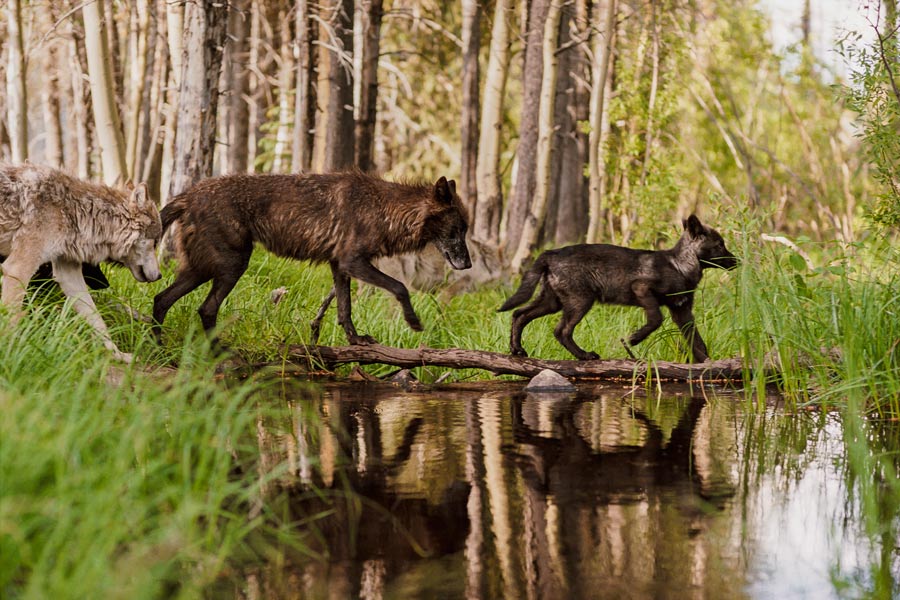 deux loup