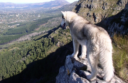loup montagne