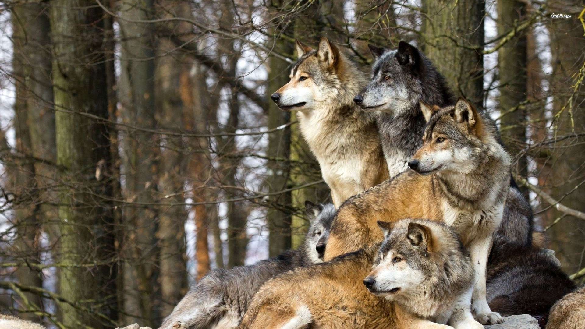meute de loup