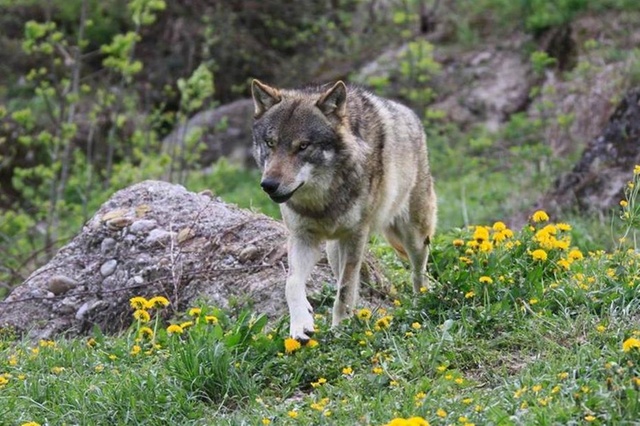 loup plaine
