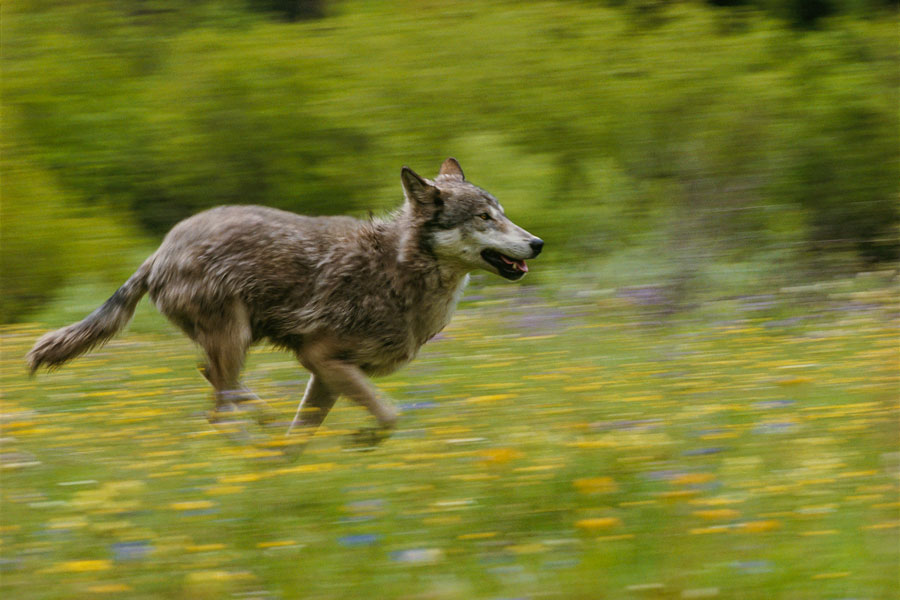 Loup qui court
