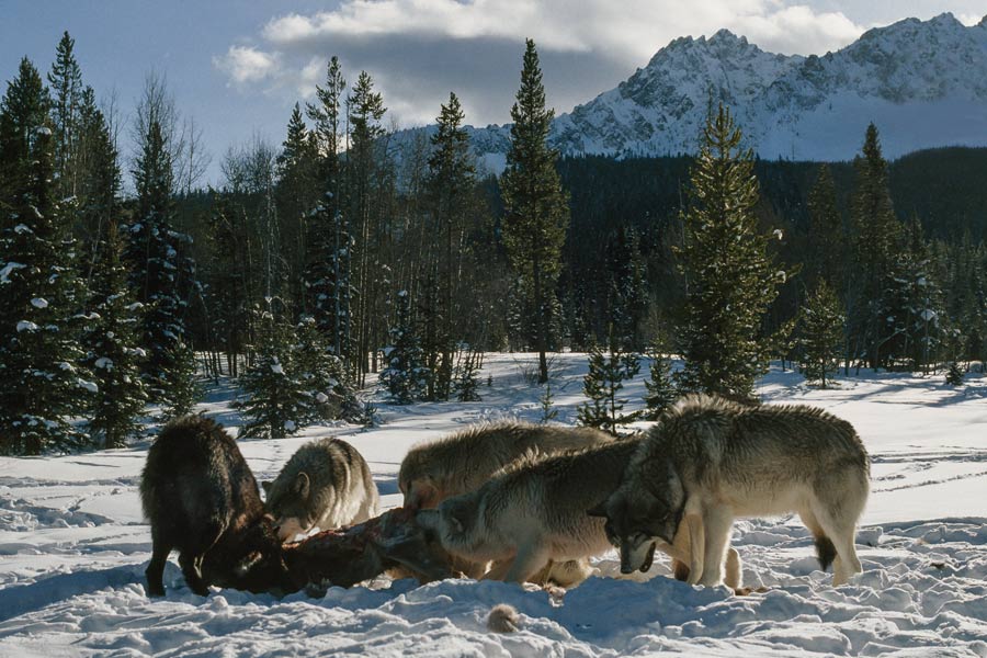loups et proie