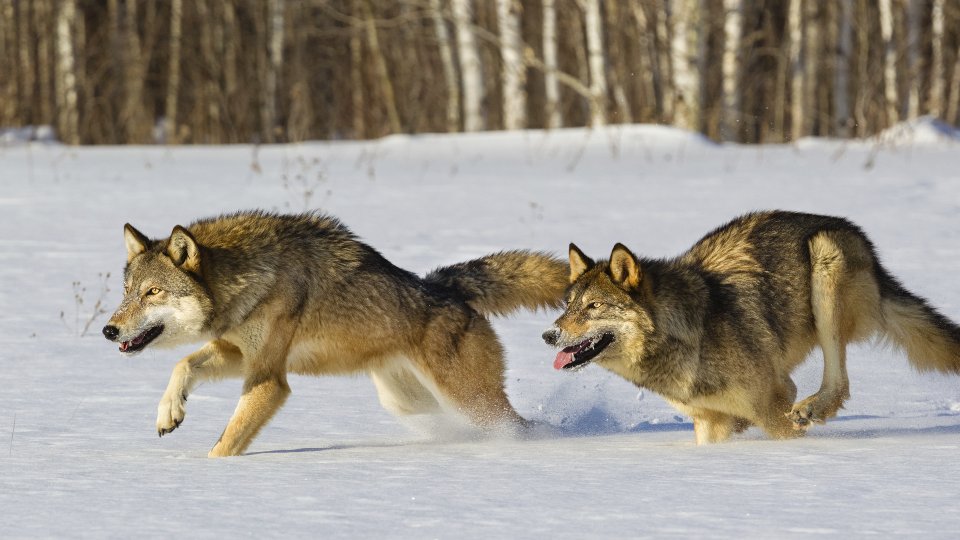 loup qui court