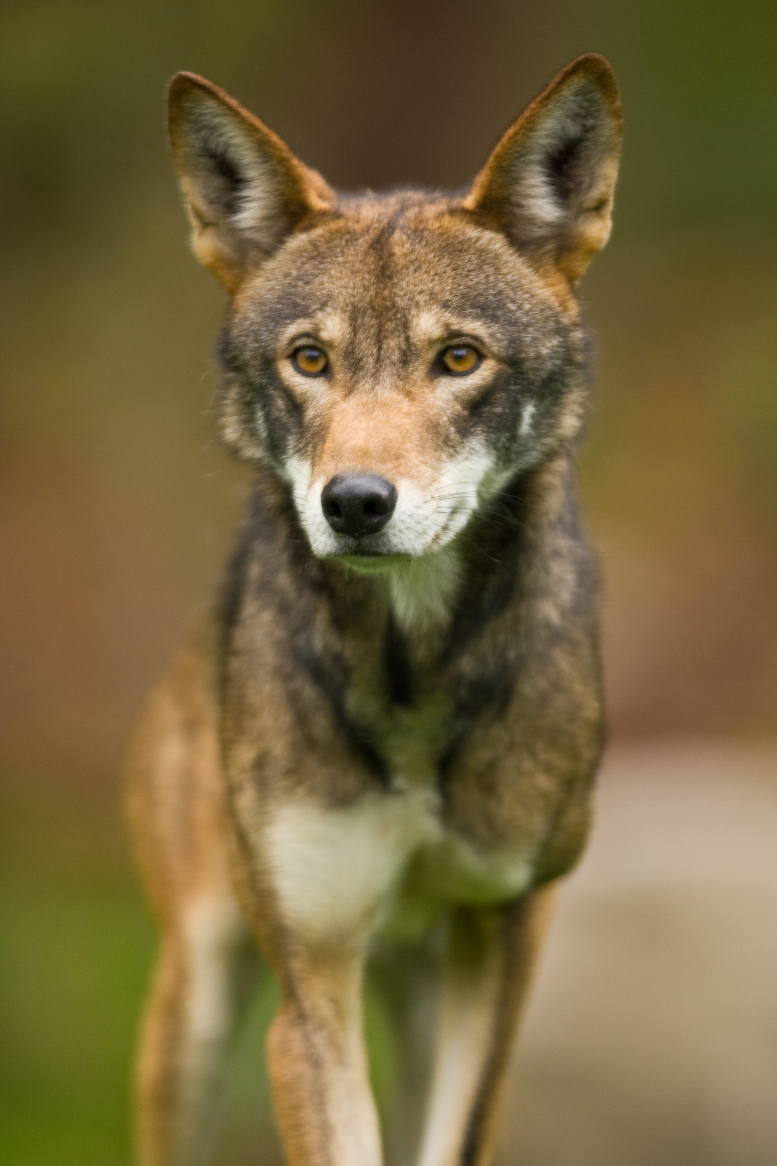 Loup Rouge