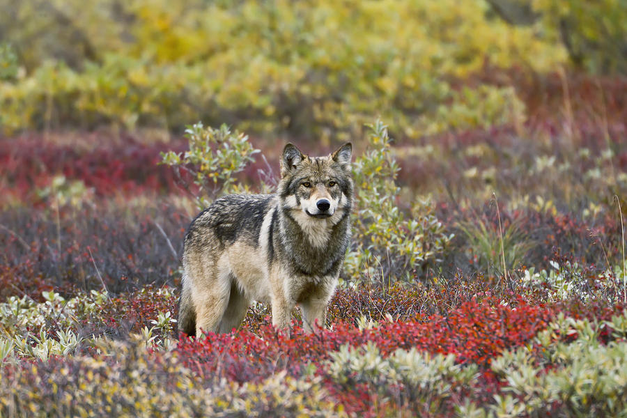 loup toundra
