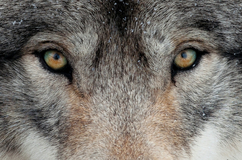 loup yeux